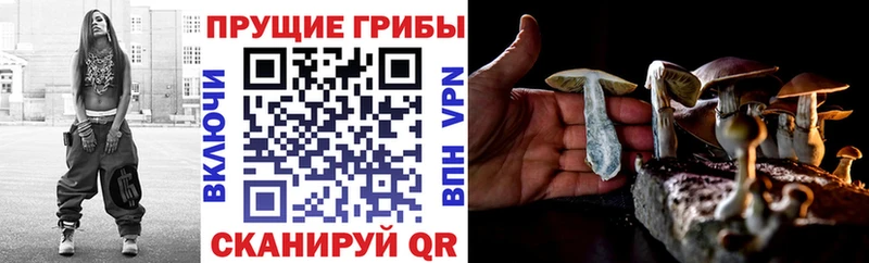 купить наркотик  Городец  Галлюциногенные грибы Cubensis 